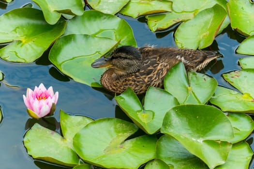 A brown duck floating along the lake surrounded by a lot of green lilies