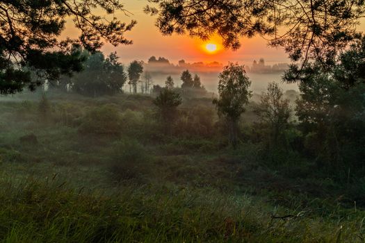 Bright, orange morning sun makes fog disappear in the forest