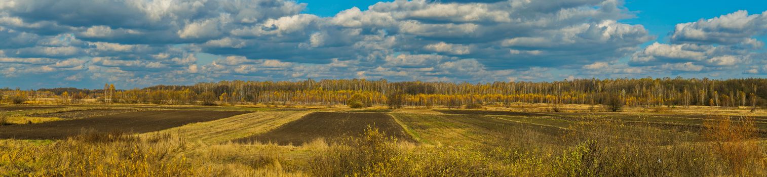 A beveled field against a background of tall trees in the distance and an endless blue sky with white clouds