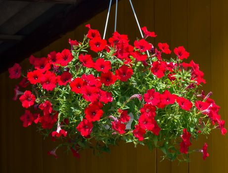 Wonderful small red flowers with green stems and leaves in a decorative white hanging basket