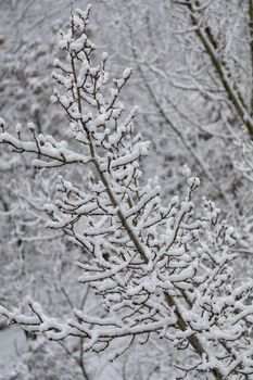 A gray branch, covered with white snow against the background of frozen trees