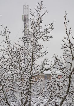 a tree littered with the first snow alone standing in the distance from the houses