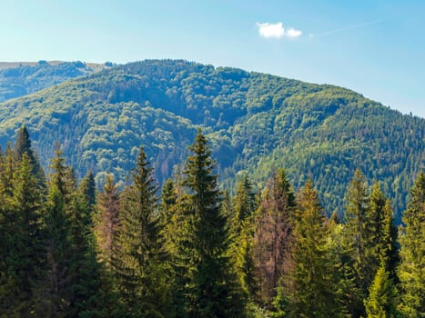 a forest covered mountain peak against a blue sky