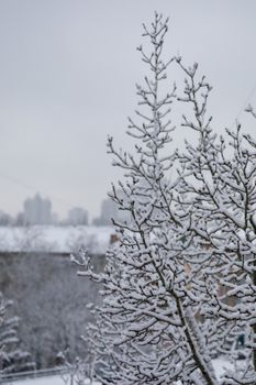 A branch of a tree covered with snow from all sides in the background of a winter city