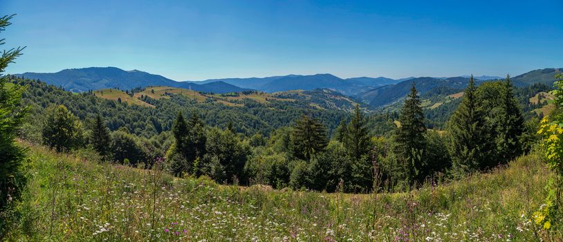 A gentle slope with lots of wonderful wildflowers against the background of high green mountain ranges