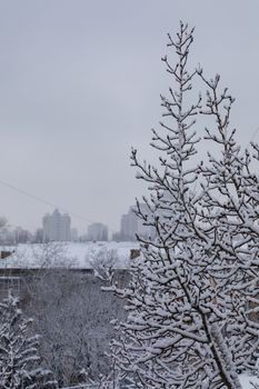 Winter street with snow-covered tree branches and iced roofs house