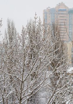 snow-covered tree branches against the background of a multi-storey house and a gray sky