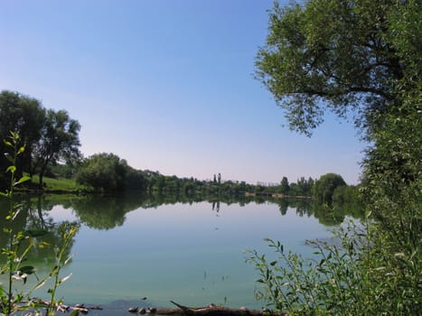green emerald surface of the water of a rounded pond with willow growing on the shore