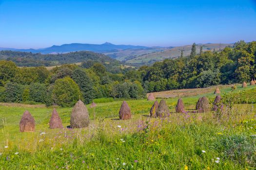 Agriculture with dried meadow grass on the slope of a large hill. Blossoming wildflowers and growing in the distance forest thickets.