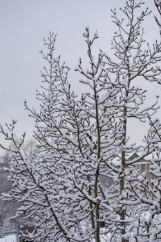 tree in the snow on a winter day
