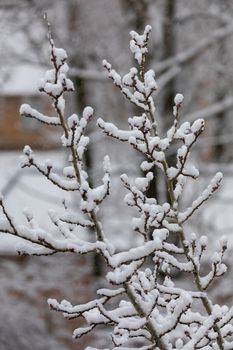 fluffy white snow on the sleeping gray kidneys of the tree