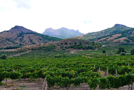 green vineyard in the mountains under a bright sky