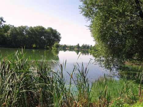 Reeds in the sun by a river flowing near a beautiful green forest zone