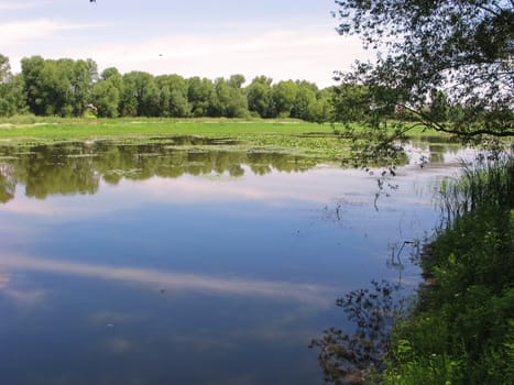 The lake is surrounded by trees. On the water floats a lot of duckweed. This is an excellent food for wild ducks and other birds