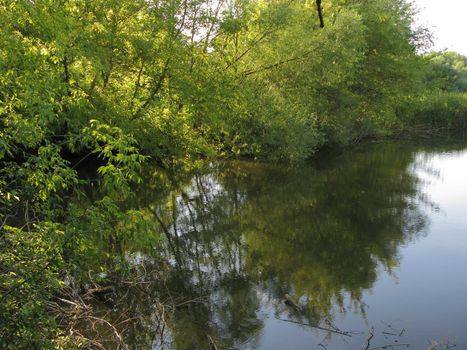 blossoming leaves on branches bent over the water surface