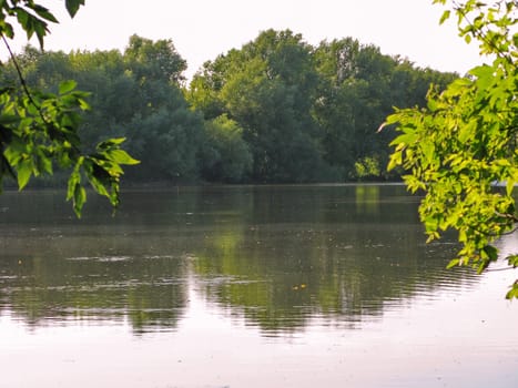 Juicy lime branches in the foreground, a pond and dark trees in the background