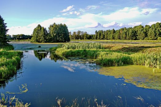 Blue transparent river channel against the background of green trees and small coastal thickets