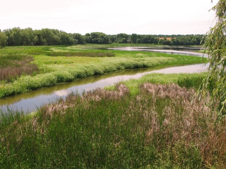 Thick, lush grass and a deep river. Beautiful summer landscape