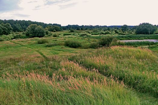 marshy terrain with high herbs and willow bushes near the river