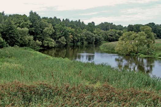 winding river with a reed on the shores and the willows overwhelming over it in the cloudy day