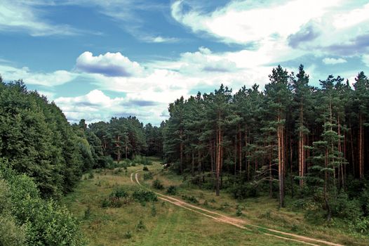 green and clean coniferous forest and running along the trees road
