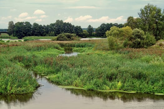 In the past, a pond, and now the marsh is overgrown with tall grass and with muddy water