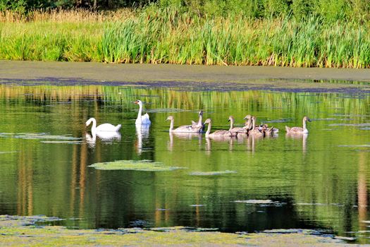 A pair of swans accompanies their young ferment of gray children along the lake