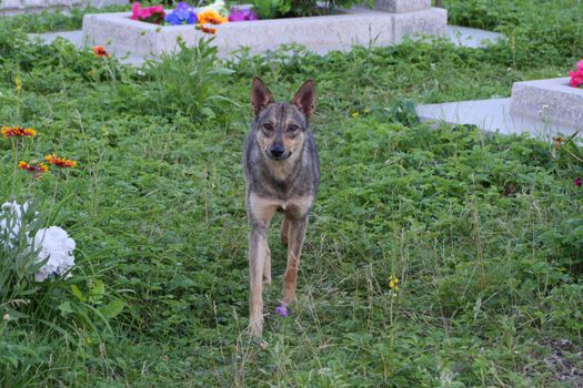 A homeless dog with intelligent eyes looks straight ahead, standing on the green grass with flowers.
