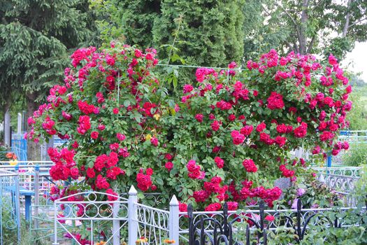 beautiful lush bush of bright crimson roses in the cemetery