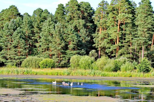 Ducks floating in the middle of a pond overgrown with water lilies with tall, dense pine trees growing on the shore.