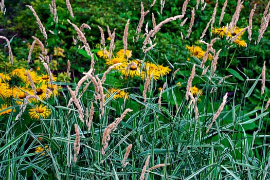 high yellow flowers look around the stalks of the striped grass against the background of greenery