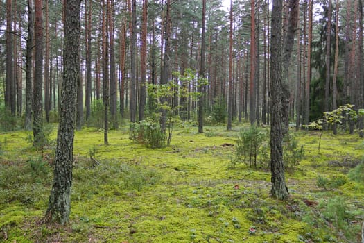 A small glade in the forest covered with moss and rare pines around