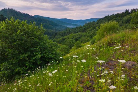 White wildflowers growing at the foot of the huge green mountains