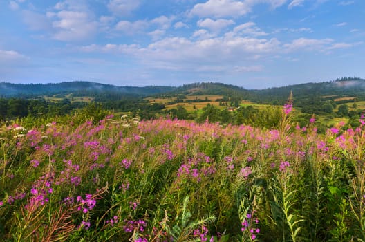 Beautiful flowers growing in a meadow in a mountainous area. Natural beauty of wild nature.