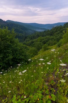 a blooming mountain slope with young juicy green grass, trees and shrubs against the background of a cloudy sky. place for rest and travel