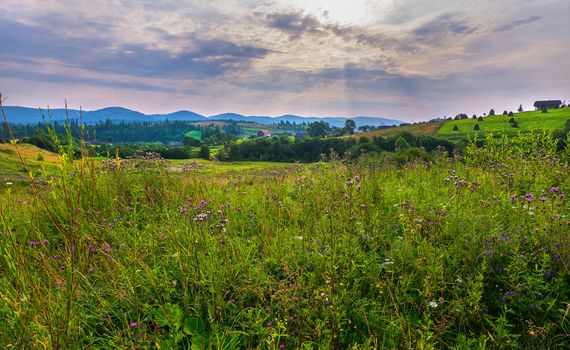 pasture with a variety of herbs and flowers on which the sun shines through thick clouds