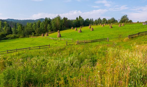 A green meadow is fenced with a wooden fence and folded up sandwiches of dry hay