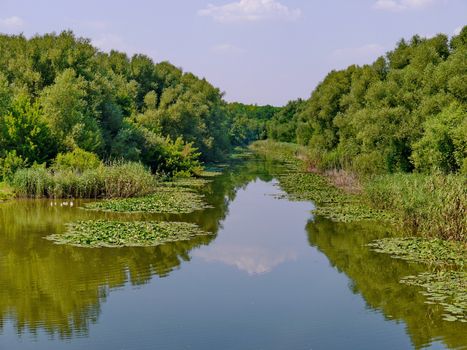 The river with greenish water and wide leaves of water lilies at the coast. On the left you can see a small flock of white ducks