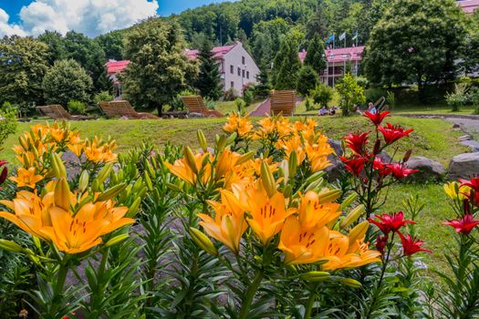 Yellow and red lilies in the foreground distract attention from houses and loungers in the background