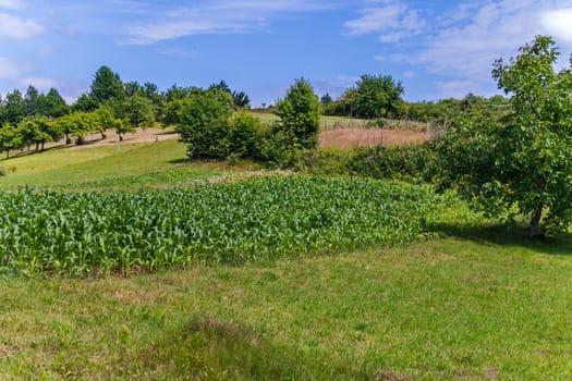 A field of green young corn among clear meadows on a hill under a clear blue sky