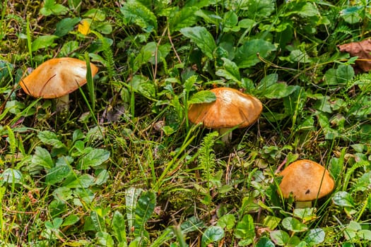 Brown hats of white mushrooms lurking among the thickets of low green grass.