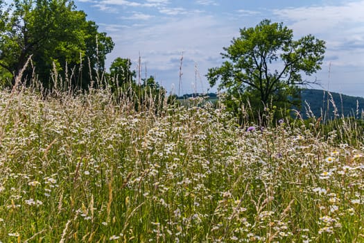 The whole field is dotted with small flowers of chamomile. And I want to go over it