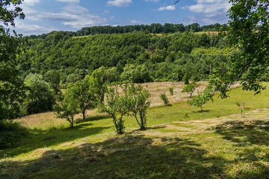 hillside with scattered mowing of hay for drying under trees