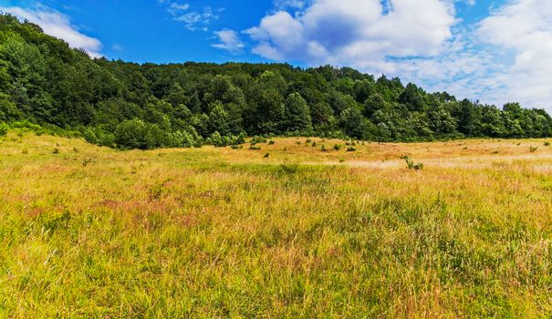 A broad pasture with thick, high grass on a glade in the middle of a thick forest on a hill