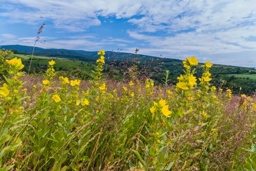 A landscape of yellow flowers in the grass against the backdrop of the distant mountains under the night sky