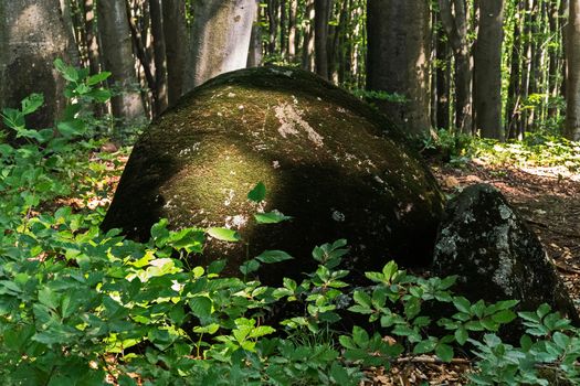 a mysterious stone in a forest covered with moss next to green leaves