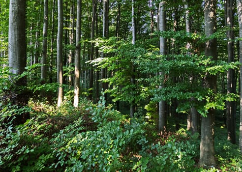 Dense forest thicket in the shade of trees with green leaves