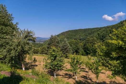 Garden with fruit trees against the backdrop of a huge green mountain
