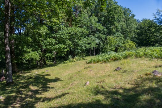 The forest slope is strewn with stones in the shade of deciduous trees. Paradise for the mushroom picker