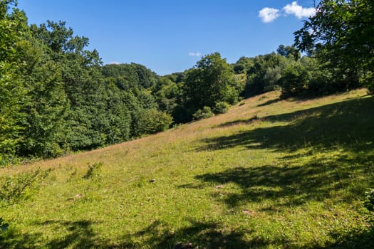 Green slope with soft grass among dense trees. Located in the shade is a good place to picnic with friends.